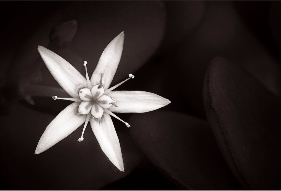 Jade Plant (Crassula ovata) Flower    © Howard Grill